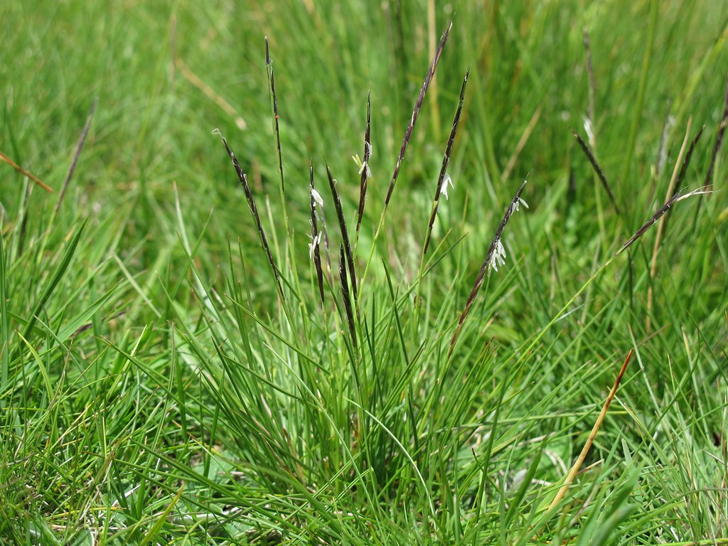 Nardus stricta